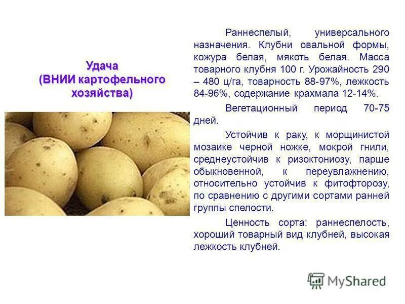 Картофель гала описание сорта фото отзывы сроки Картофель Гала: описание и характеристика сорта, посадка и уход, отзывы с фото