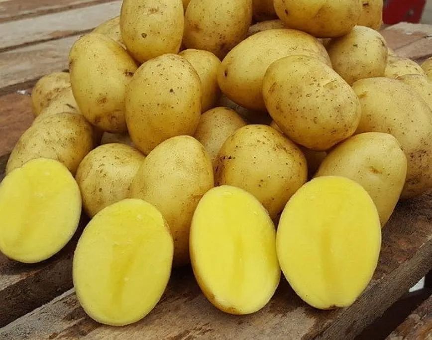 Картофель гала описание сорта фото отзывы сроки Клубни Картофеля на посадку СуперЭлита Скарб 2.5 кг - отзывы покупателей на Мега