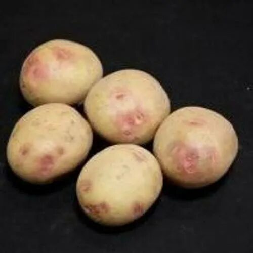 Картофель галактика описание сорта фото отзывы Picasso Maincrop Seed Potatoes 1 Kilo - Bridgend Garden Centre