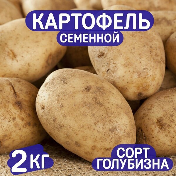 Картофель голубизна описание сорта фото отзывы садоводов Купить картофель на посадку в спб - купить по низкой цене на Яндекс Маркете - ст