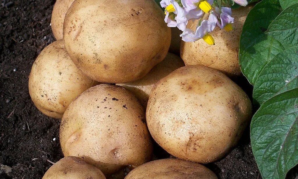 Картофель голубизна описание сорта фото отзывы садоводов Scientists fight starvation after cracking the potato's genetic code