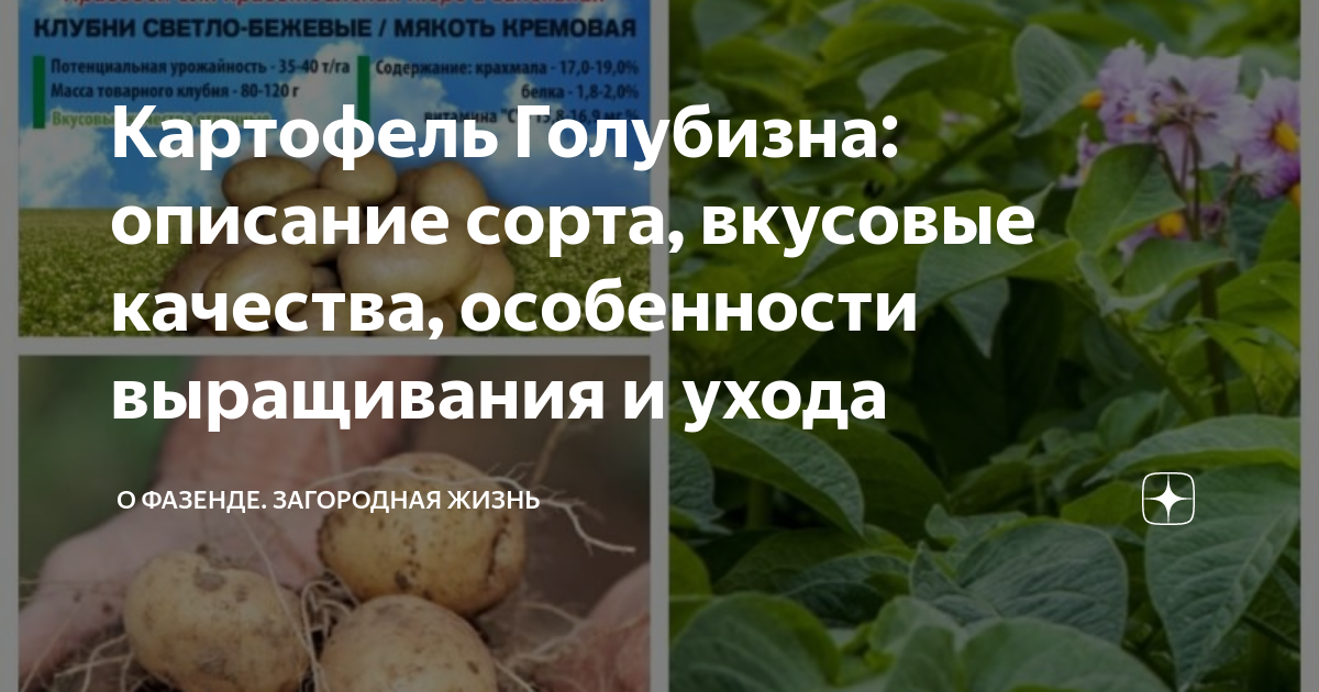 Картофель голубизна описание сорта фото отзывы садоводов Картофель Голубизна: описание сорта, вкусовые качества, особенности выращивания 