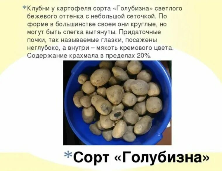 Картофель голубизна описание сорта фото отзывы садоводов Сорт картофеля Голубизна: 25+ фото, описание, отзывы, сравнение