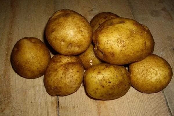 Картофель голубизна описание сорта фото отзывы садоводов Сорт картофеля Голубизна, описание, фото, характеристика и отзывы, а также особе