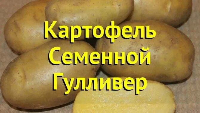 Картофель гулливер описание фото отзывы Картофель Гулливер