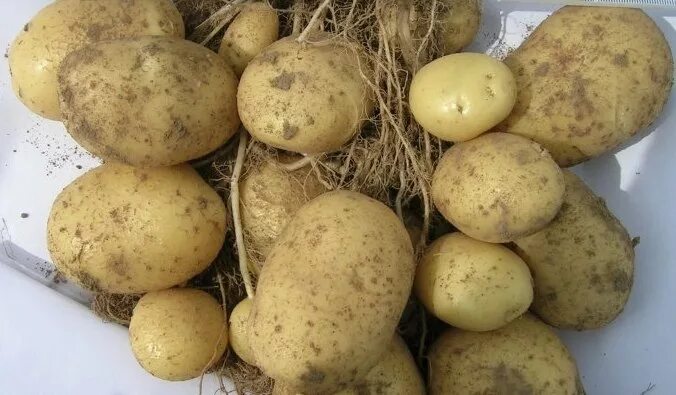 Картофель гулливер описание фото отзывы Купить семена Картофель Potato Fioretta в Москве: доставка семян по России и СНГ