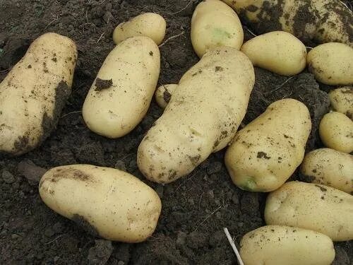 Картофель гулливер описание фото отзывы Potato seeder(Disc type) - 2MB-1/2 - Hongzhu (China Manufacturer) - Flower Pots 