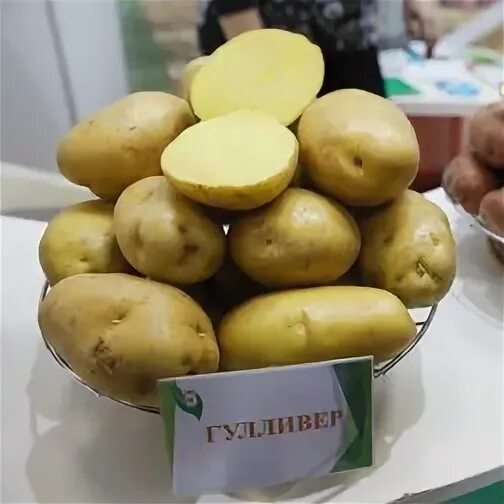 Картофель гулливер описание фото отзывы Книга Наука логики ИЗДАТЕЛЬСТВО "АСТ" купить по выгодной цене в маркетплейс zapo