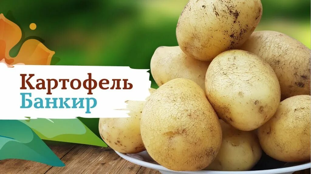 Картофель хозяюшка фото Картофель Банкир: описание и характеристики, особенности посадки и выращивания, 