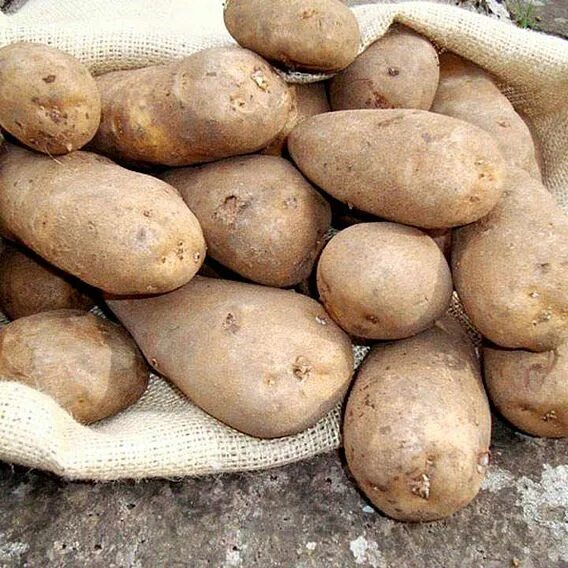 Картофель идеал фото Potato 'Golden Wonder' Suttons