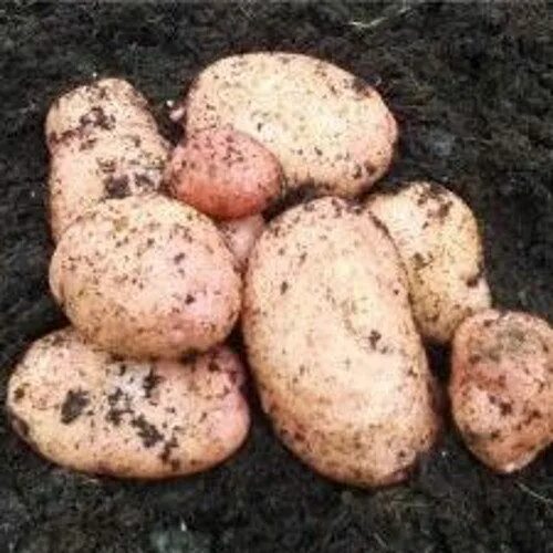 Картофель идеал фото Sarpo Mira Organic Maincrop Seed Potatoes 1 kilo - Bridgend Garden Centre