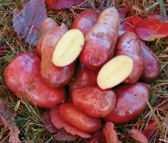 Картофель идеал фото Heirloom Potato Varieties Make Great Baked Potatoes - Grit Potato varieties, Hei