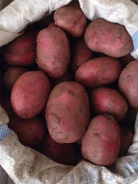 Картофель идеал фото Selling potatoes ! Grown in Odintsovskaya village(Shenkur district) The skin is 