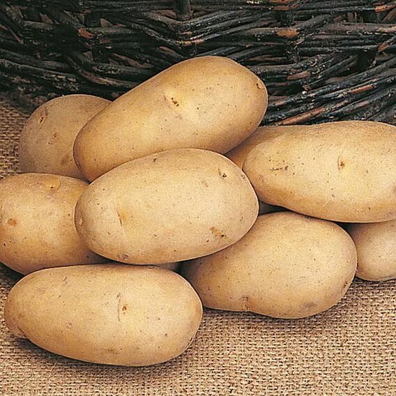 Картофель идеал фото Potato 'Maris Piper' Suttons