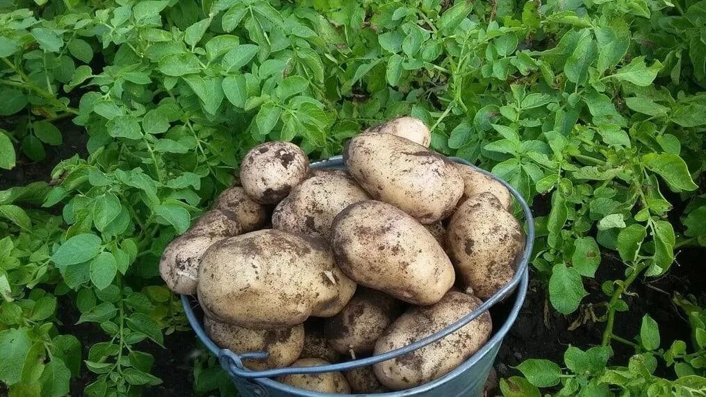 Картофель ирбитский фото Potatoes are big. It was grown for itself without fertilizers and chemicals. 250