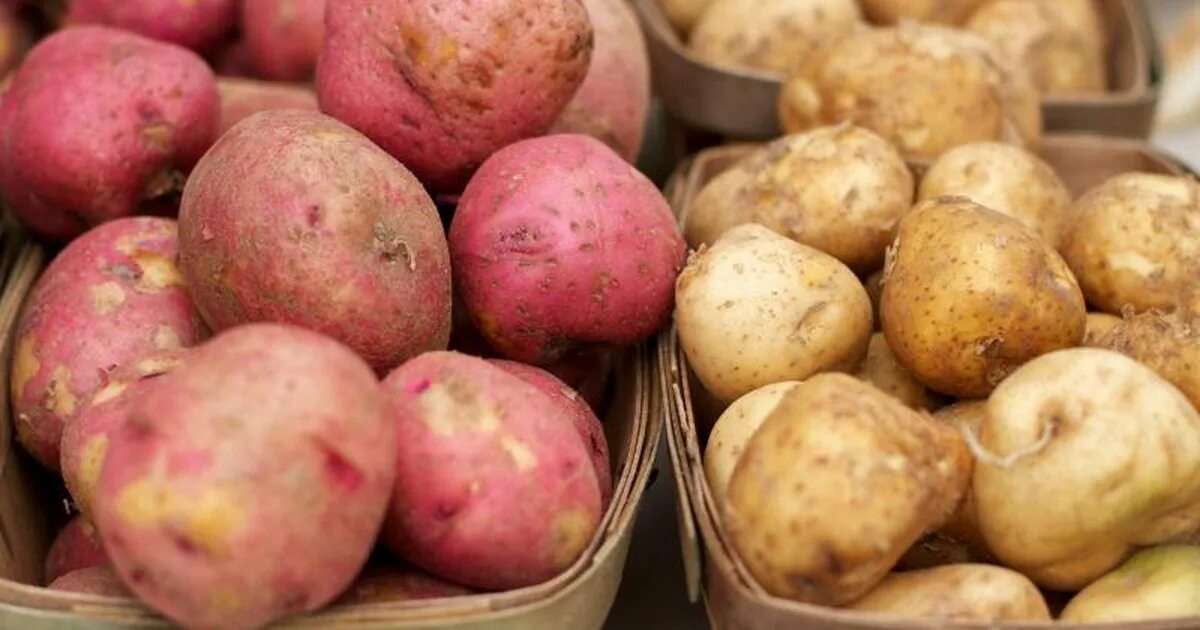 Картофель ирбитский фото Are Red Potatoes Healthier Than White Potatoes? Livestrong.com Potato nutrition,