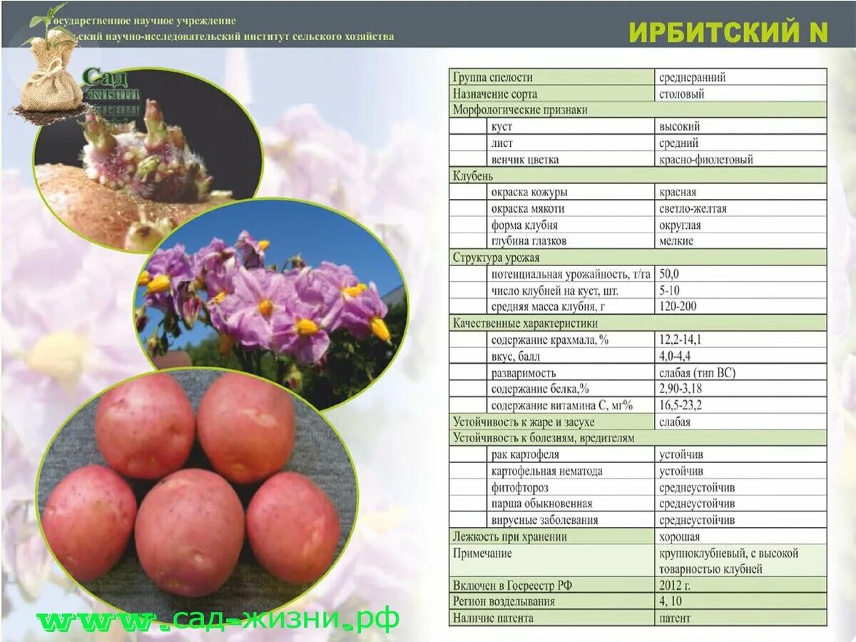 Картофель ирбитский описание сорта фото отзывы Какой сорт картофель выбрать, разваривающийся или нет? Почему он разваривается? 