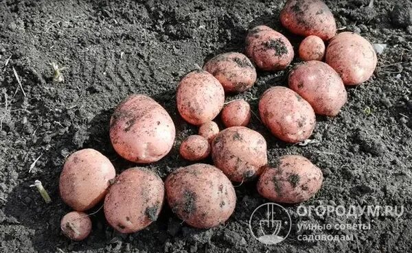 Картофель ирбитский описание сорта фото отзывы Картофель "Ирбитский": описание сорта, фото и отзывы. Сорт картофеля ирбитский. 