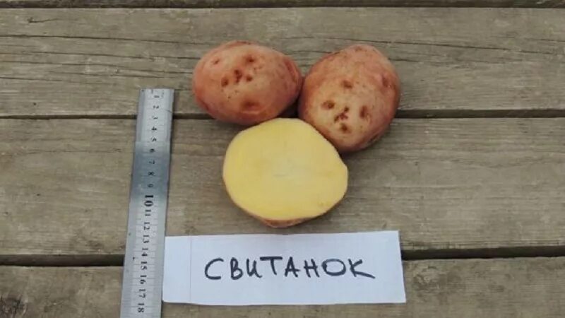 Картофель ирбитский описание сорта фото отзывы Картофель ирбитский описание сорта фото отзывы фото - Arhids.ru