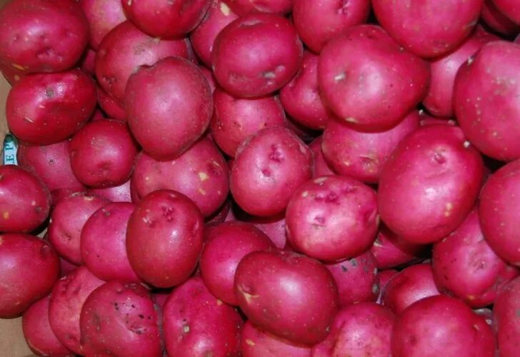 Картофель кармен отзывы фото Картофель рудольф характеристика сорта отзывы вкусовые качества фото