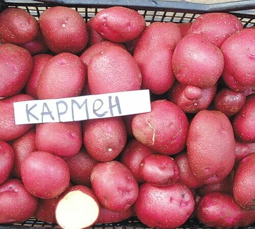 Картофель кармен отзывы фото Картофель семенной Кармен (реподукция Элита) 0,5кг Дачная Коллекция