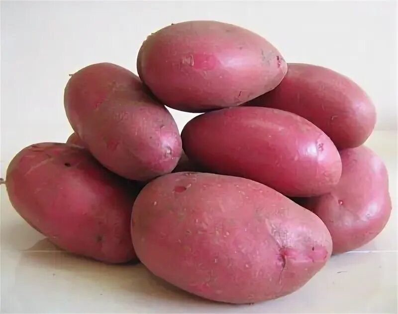 Картофель кармен отзывы фото Купить семенной картофель сорт Ред Соня - Agro5.ru