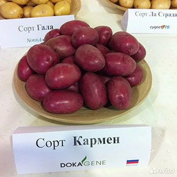 Картофель кармен отзывы фото Картофель кармен отзывы фото - Arhids.ru