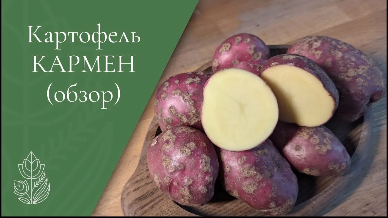 Картофель кармен отзывы фото Картофель Кармен - самый вкусный картофель? - YouTube