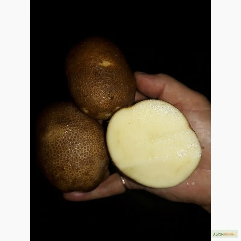Картофель киви фото отзывы Продам картофель сорт киви, купить картофель сорт киви - Agro-Ukraine