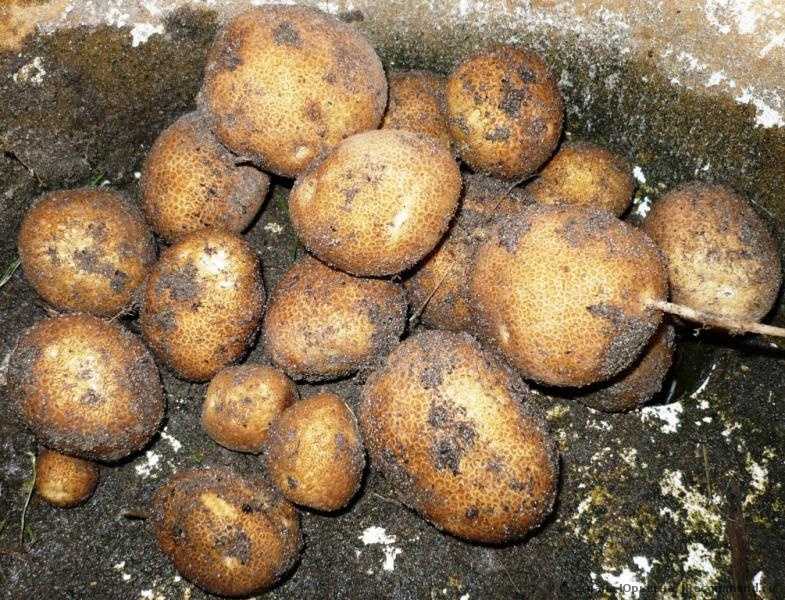 Картофель киви фото отзывы Картофель киви: описание сорта, фото, отзывы
