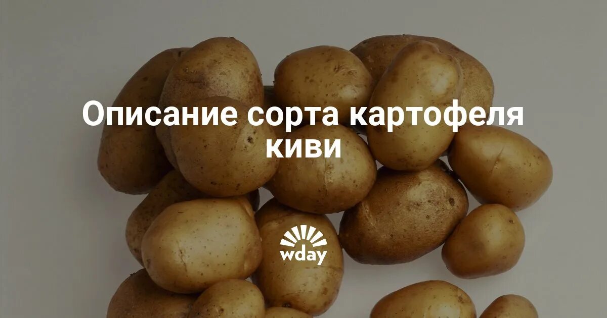 Картофель киви фото отзывы Сорт картофеля киви отзывы фото: найдено 87 картинок