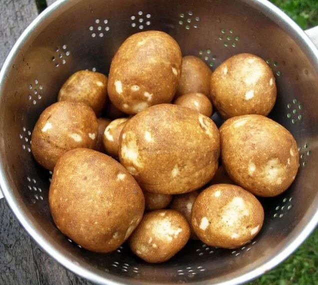 Картофель киви фото отзывы Купить картофель Киви