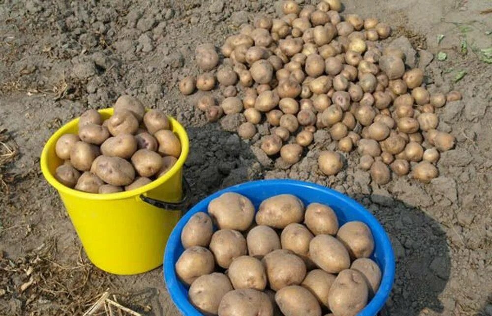 Картофель киви фото отзывы Картофель киви: описание сорта, фото, отзывы