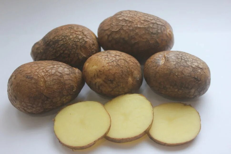 Картофель киви фото отзывы Купить картофель семенной киви (2 кг) по цене 10 руб. в интернет магазине "Первы