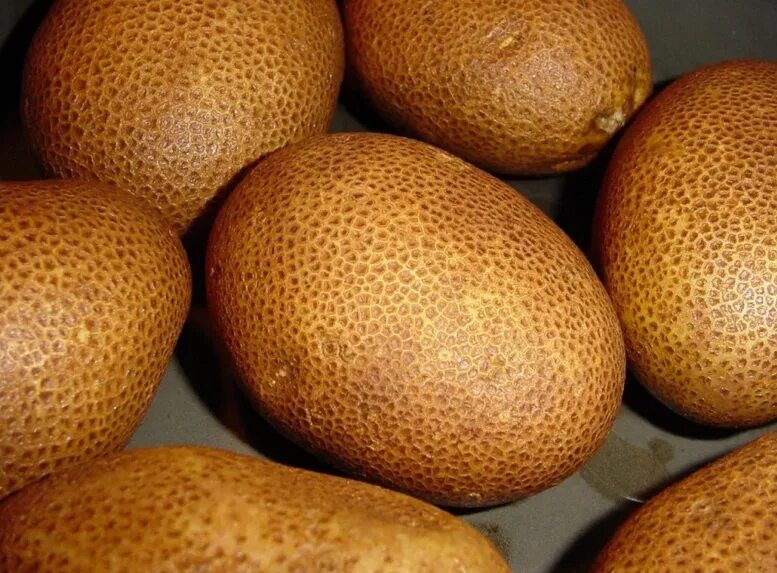 Картофель киви фото отзывы Купить картофель Киви