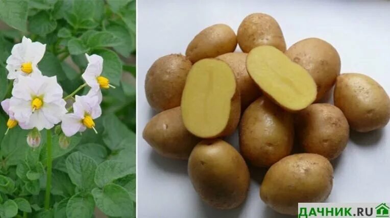 Картофель коломбо описание сорта фото Сорт картофеля Коломбо: характеристика и описание Дачник.RU Дзен