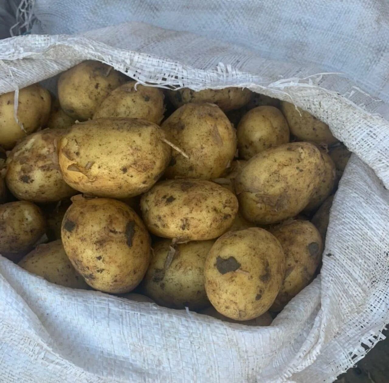 Картофель коломбо описание сорта фото Характеристики сорта коломбо: найдено 90 изображений
