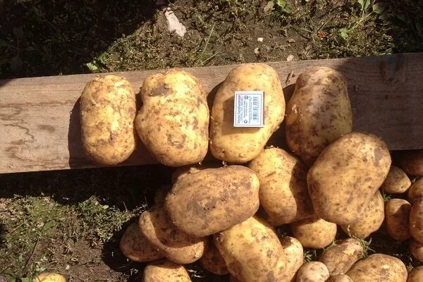 Картофель коломбо описание сорта фото Опис сорту картоплі Коломбо, особливості вирощування та догляду