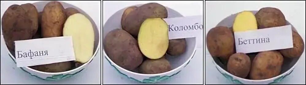 Картофель коломбо описание сорта фото В продаже семенной картофель "Королева Анна", "Аризона", "Коломбо", "Ред Фентези