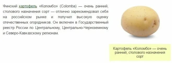 Картофель коломбо описание сорта фото Картофель Коломбо: описание и характеристика сорта, посадка и уход, отзывы с фот