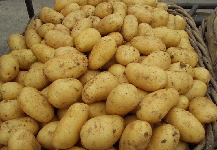 Картофель коломбо описание сорта фото China Manufatura Profissional De Batata Barato Preço De Atacado Para Venda - Buy