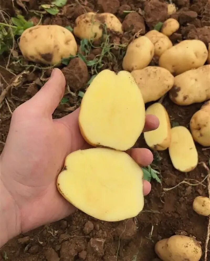 Картофель коломбо описание сорта фото Коломбо сорт картошки. Отзывы, описание сорта, фото