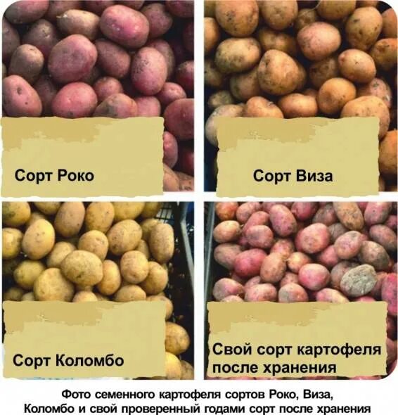 Картофель коломбо описание сорта фото Картофель Коломбо: описание и характеристика сорта, посадка и уход, отзывы с фот