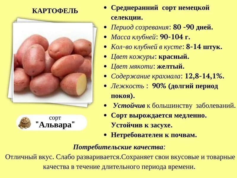 Картофель конкурент описание сорта фото отзывы Сорт картофеля Ред Скарлет, описание, характеристика и отзывы, а также особеннос