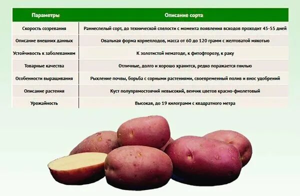 Картофель конкурент описание сорта фото отзывы Сорт картофеля Ред Скарлет, описание, характеристика и отзывы, а также особеннос