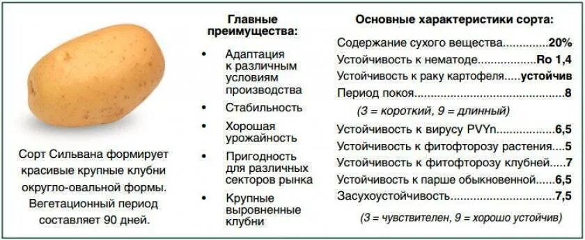 Картофель конкурент описание сорта фото отзывы Картофель конкурент описание сорта фото отзывы Фитостудия-63.ру