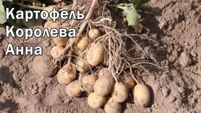 Картофель королева анна фото и описание Картофель Королева Анна Описание Характеристика - смотреть видео онлайн от "Стро