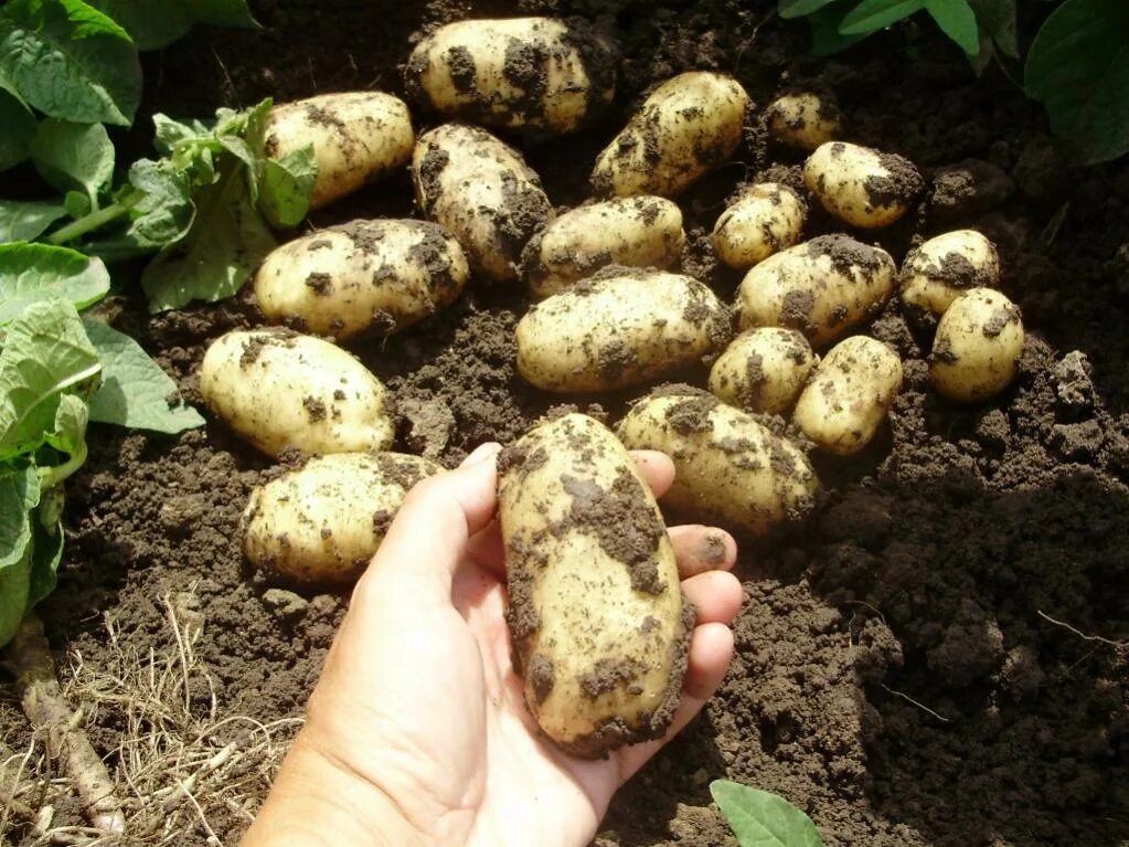 Картофель королева анна фото и описание Купить картофель оптом в Саратове - цена различных сортов