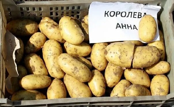Картофель королева анна фото и описание 50 сортов картофеля для пюре, жарки, запекания и картошки фри На грядке (Огород.