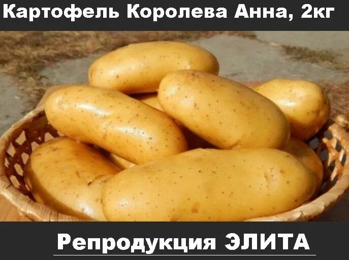 Картофель королева анна фото и описание Картофель SP Картофель посадочный, картофеля, семенной картофель - купить по выг